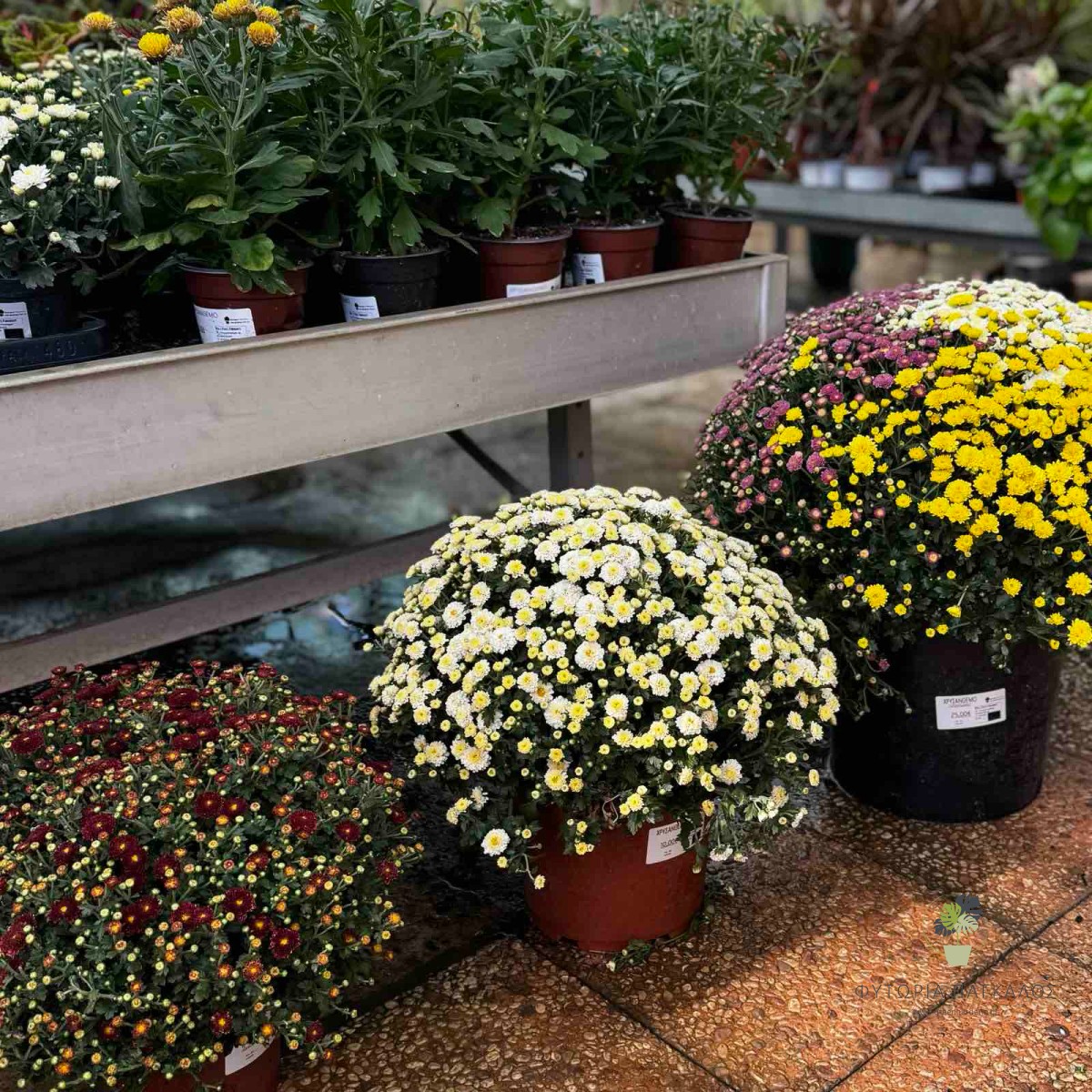 Χρυσάνθεμο (Chrysanthemum) | Φθινοπωρινό Ανθοφόρο Φυτό - 4